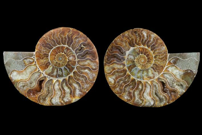 Cut & Polished Ammonite Fossil - Agatized #78557